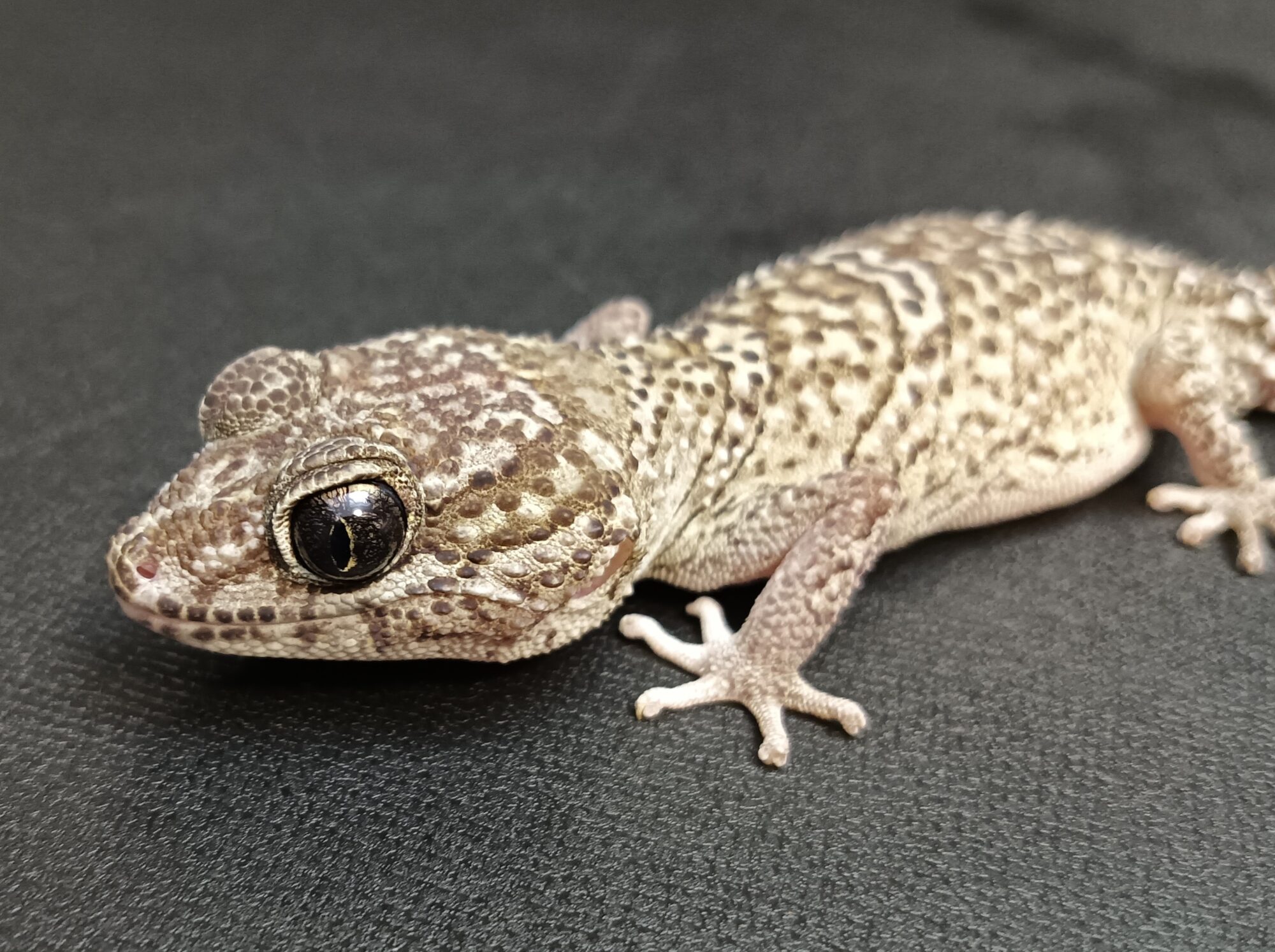 ソメワケ