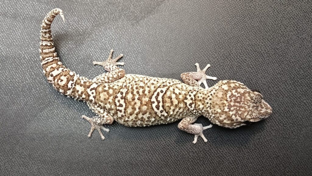 ソメワケ
